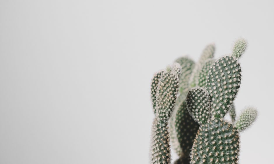 Sfeervolle cactussen en vetplanten decoratie. Sfeervolle cactussen en vetplanten decoratie.